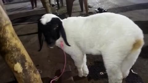 Cute sheep baby