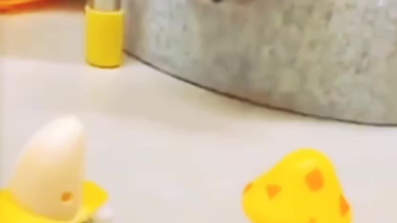 Funny Animal Videos _ try not to laugh _