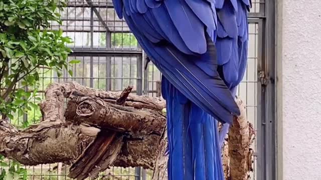 Purple and blue macaw