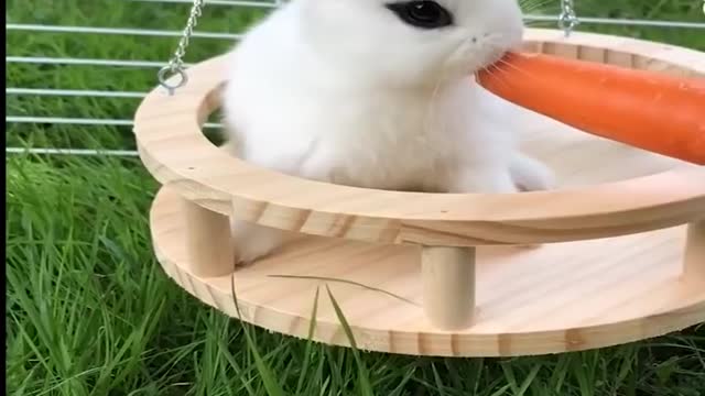 Funny and Cute Baby Bunny Rabbit Videos - Baby Animal Video Compilation-4