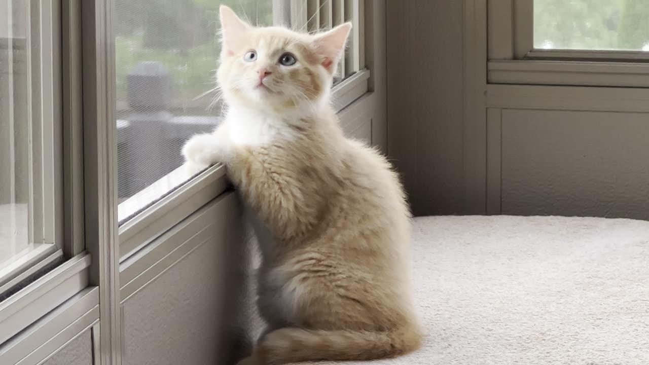 Cheddar