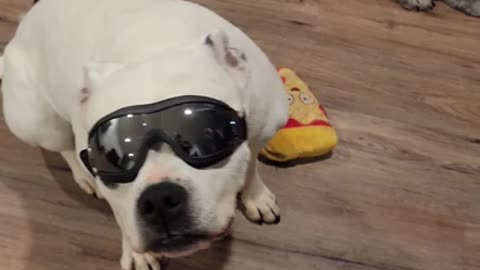 My Dog got some cool glasses