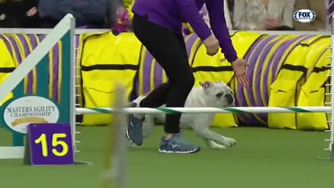 Watch 5 of the best WKC Dog Show moments to celebrate National Puppy Day | FOX SPORTS