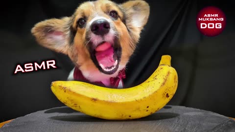 ASMR Dog Dislike Banana 🐶12