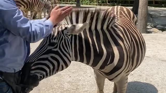 A zebra