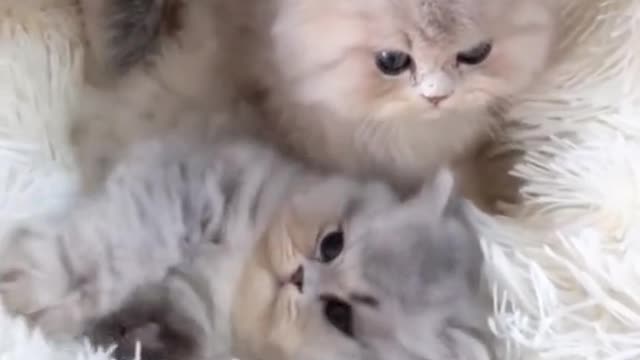 What charming kittens