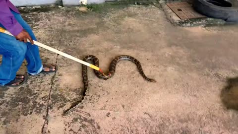 Big snake rescue release in wild