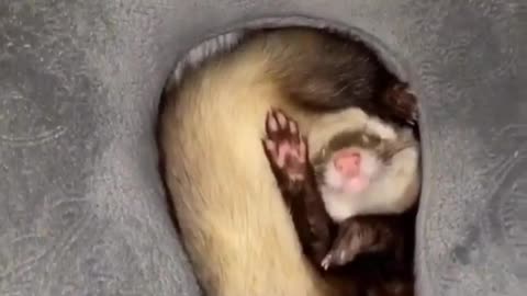 Ferret life in 8 seconds