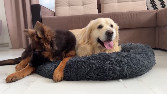 Golden Retriever Protects his Bed from a German Shepherd Puppy