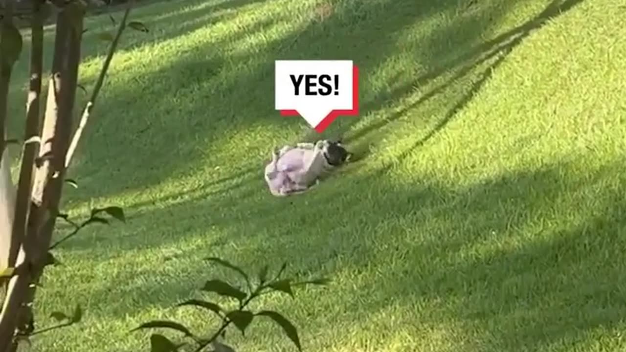 "Joyful Pup Slides into Happiness on Fresh Green Grass"