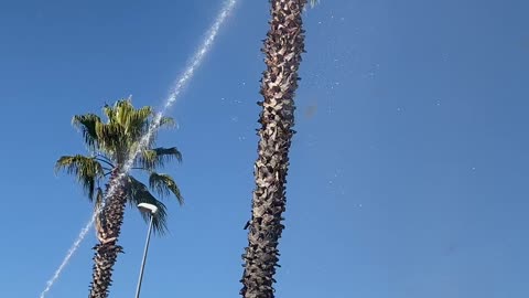 Cat Jumps From Palm Tree