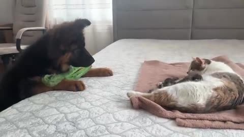 German Shepherd Puppy Meets Mom Cat with Newborn Kittens for the First Time