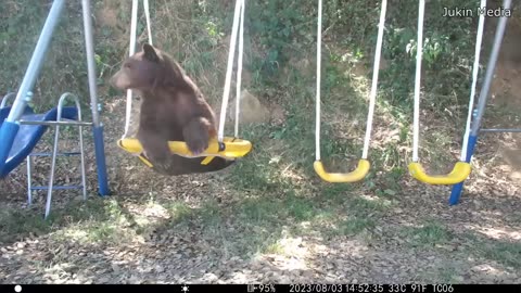 Best Security Cam Videos of the Decade
