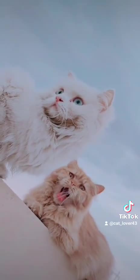 Best cats video at home