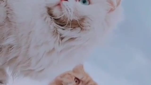 Best cats video at home