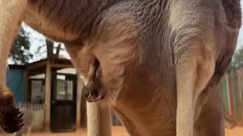 Baby kangaroo is peeking out of the pouch 🥰🦘 #animals #cuteanimals #shorts