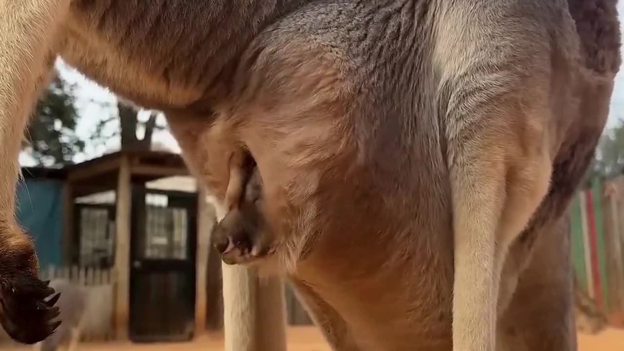 Baby kangaroo is peeking out of the pouch 🥰🦘 #animals #cuteanimals #shorts