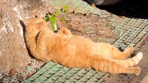 Cat reaction when sleeping in the sunlight