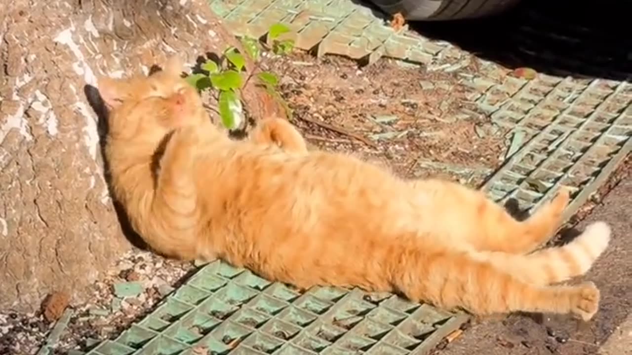 Cat reaction when sleeping in the sunlight