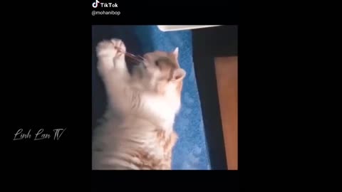 Funny cat