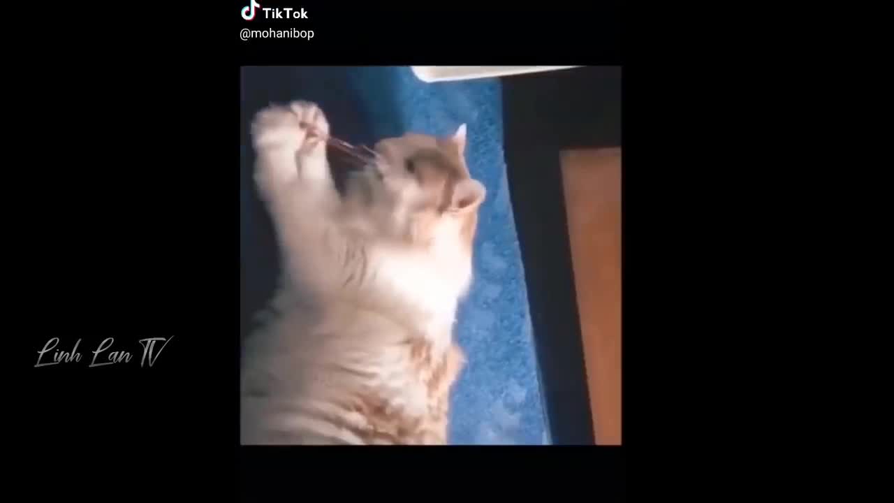 Funny cat