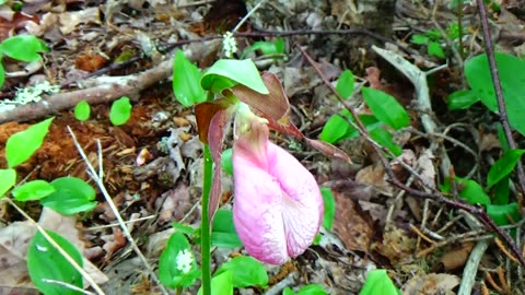 Slipper Orchid