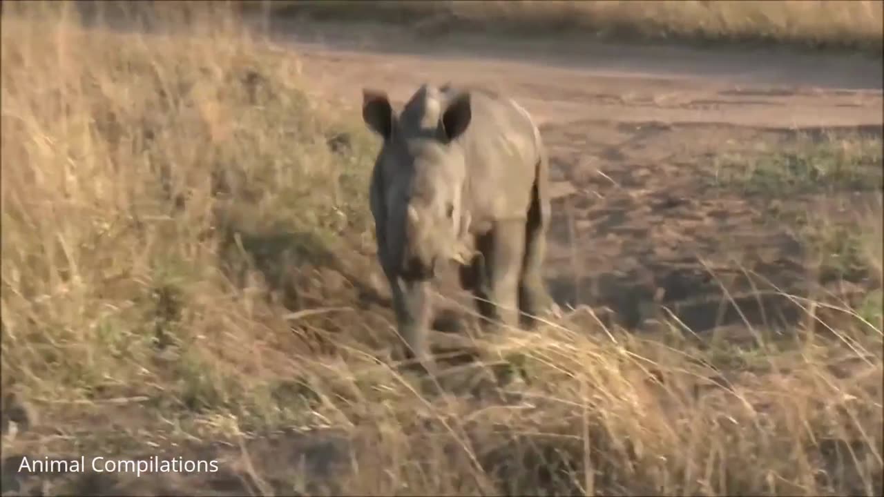 Baby Rhino Charging - Compilation