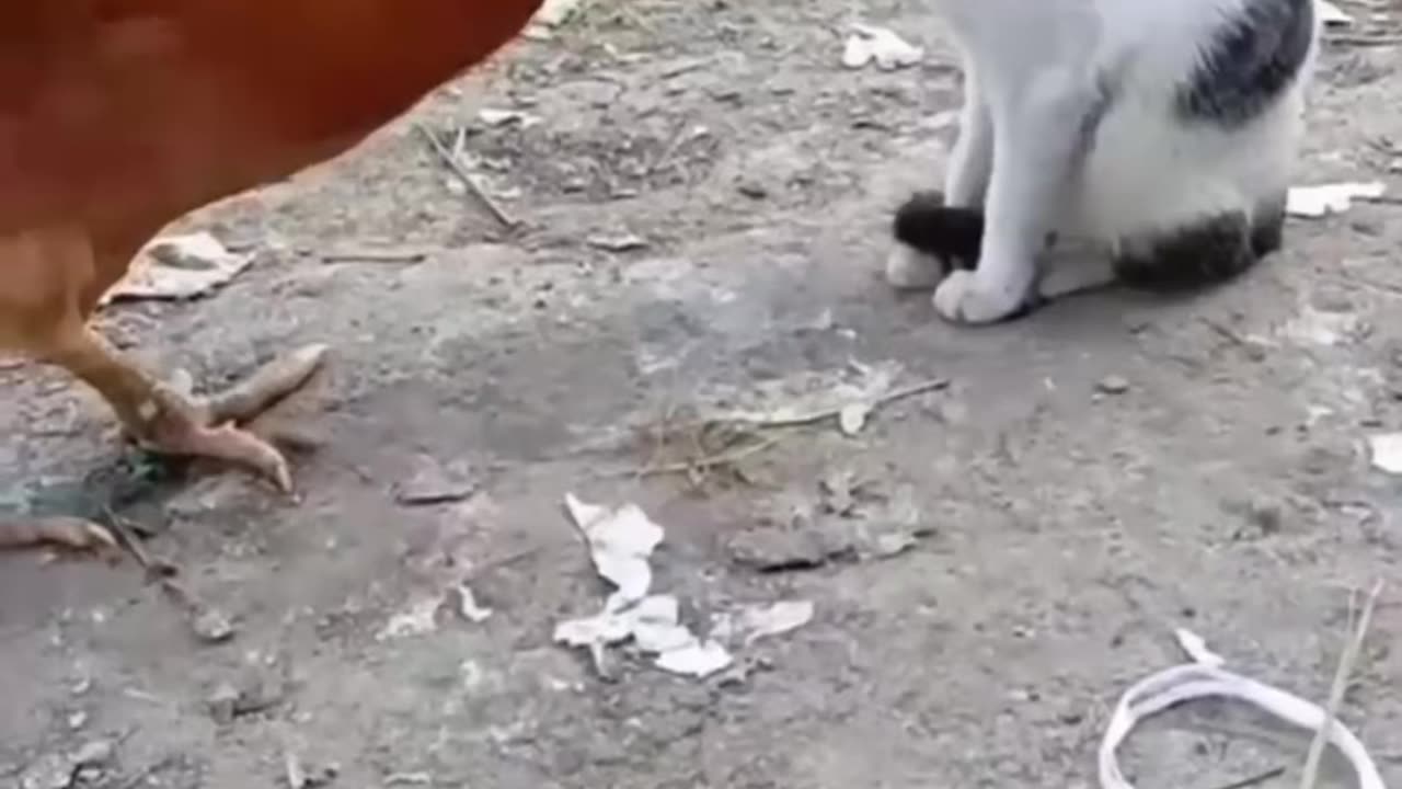 Cat vs Chicken: Watch What Happens Next and Get Ready to Laugh in 2023