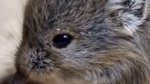 New Baby Elephant Shrew