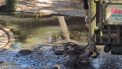 Franklin the Alligator gets fed a tasty chicken for lunch