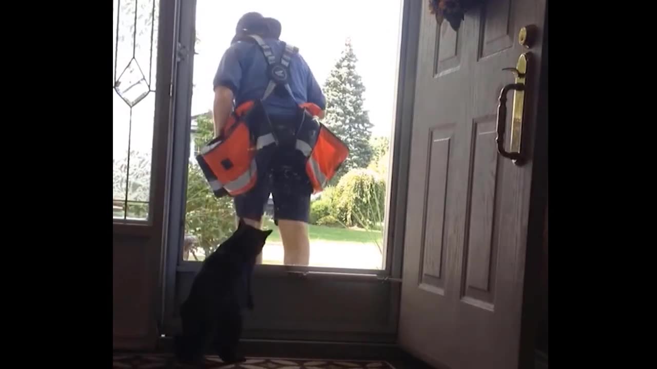LAUGH Non-Stop With These Funny Cats