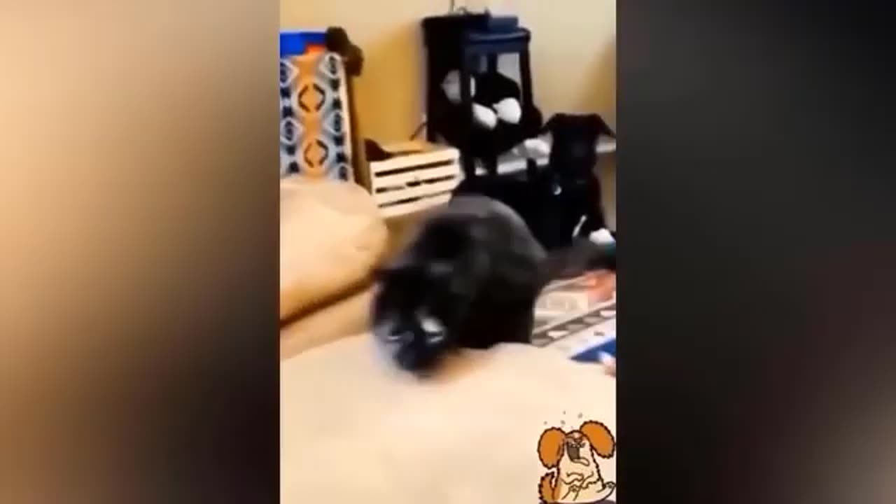 Funny videos 😂😂😂| funny 😛 animals video| 😄 comedy video of animals 😂😂😂