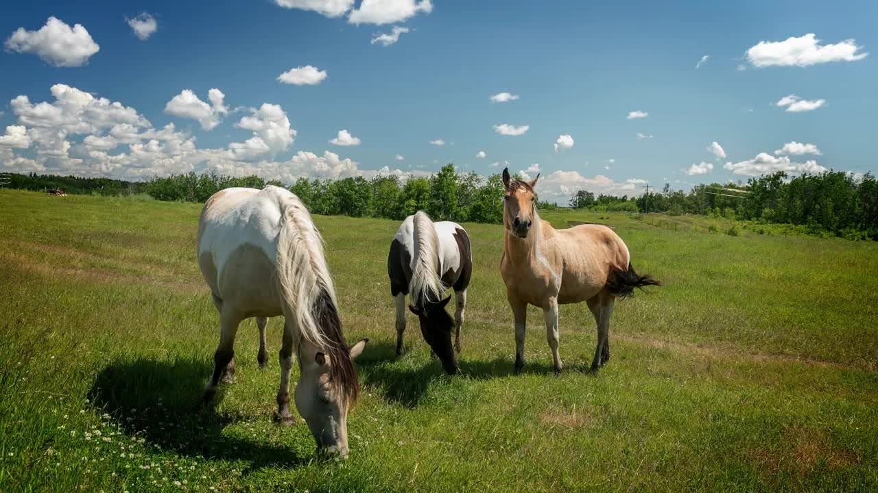 8 MINUTES of BEAUTIFUL PAINT HORSES