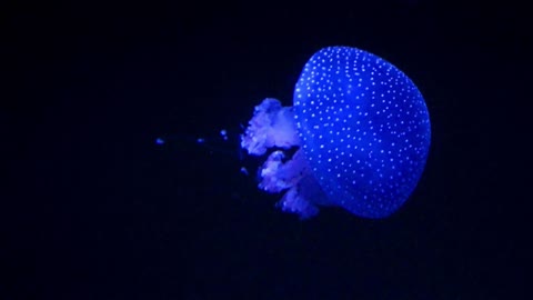 Lilac Jellyfish