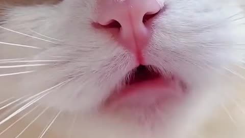 Cute cat