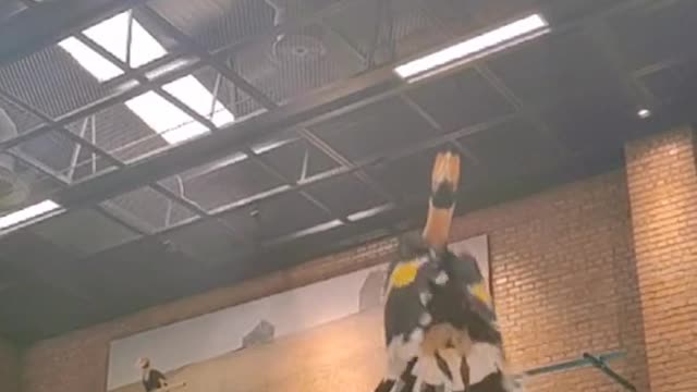 hornbills