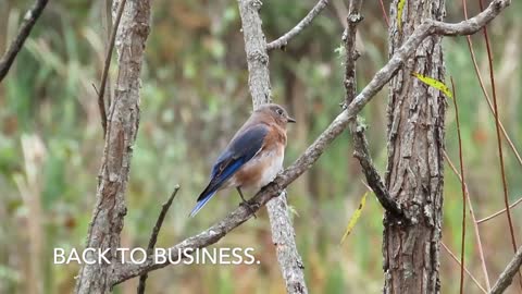 Eastern Bluebirds & Other Songbirds