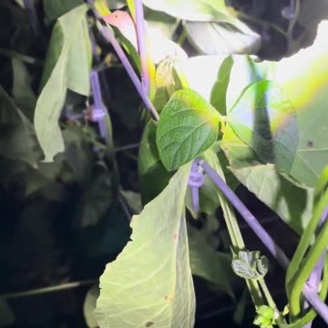 Garden Update - 10 pm - Garden Gecko Helping Me Exterminate These Plant Munching Insects!