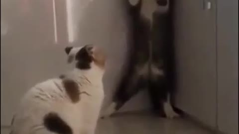 Funny Cat