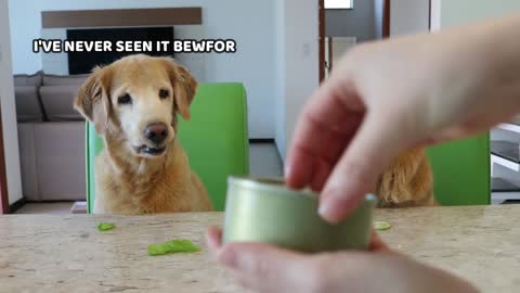 DOG REVIEWS FOOD WITH SISTER- Our Pets 🐶