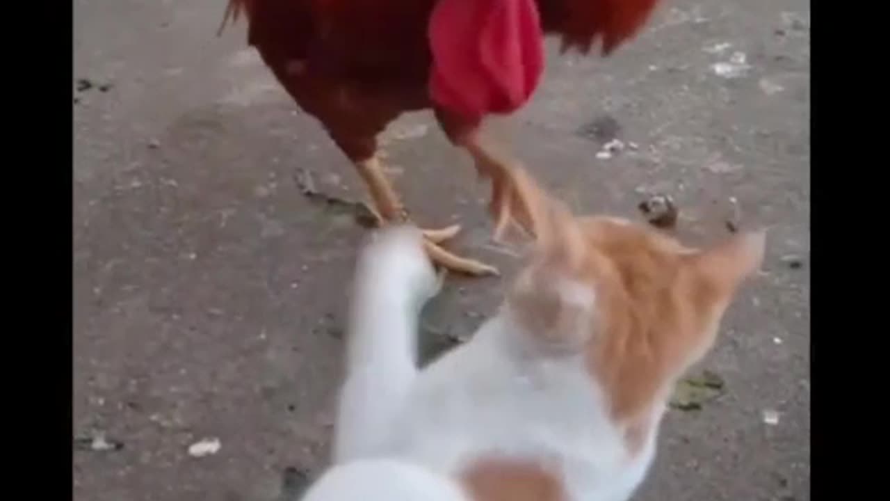 cat vs chicken funny video