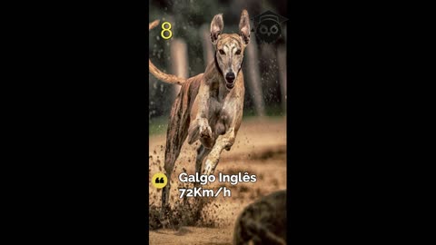 Animais mais velozes do Mundos!