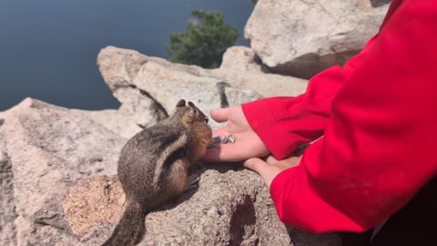 A tame chipmunk!