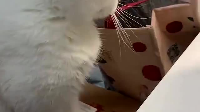 smart cat aliens
