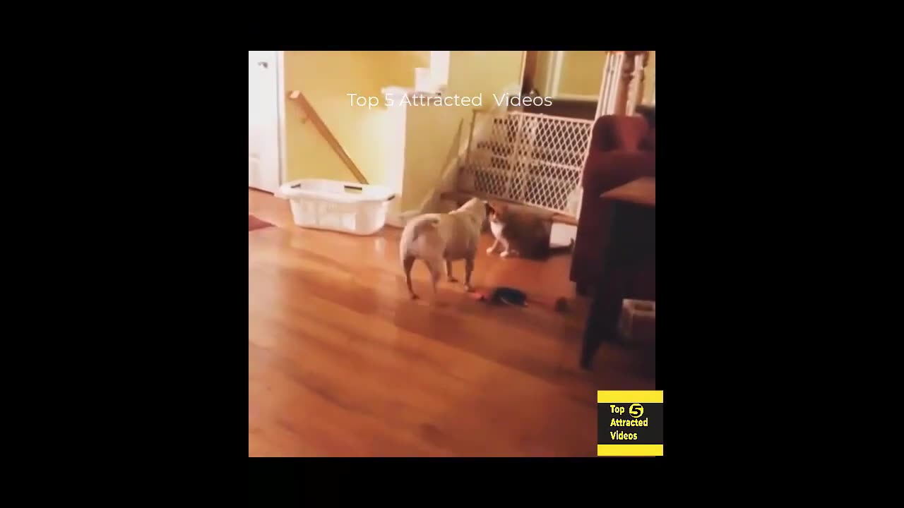 Funny Animals Videos 🤣 - Funniest Cats And Dogs 🐱🐶 _ MNC Fun Tv