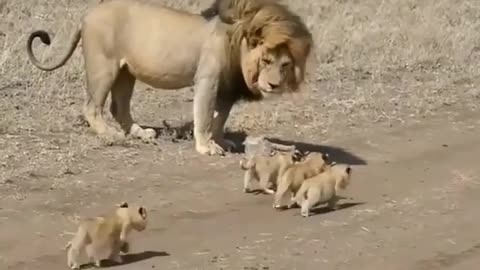 #african_animal Dad just doesn’t have the energy today. 😂 Via Serengeti