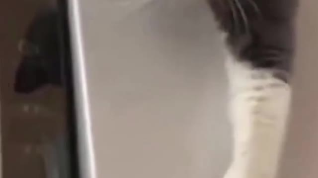 Funny Cat Takes Magnet Off Refrigerator and Carries It Away #shorts