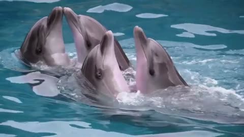 Dolphins dance #entertainment #animals