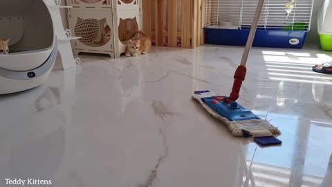 Cleaning company "Fluffy Kittens" will always help me with house cleaning