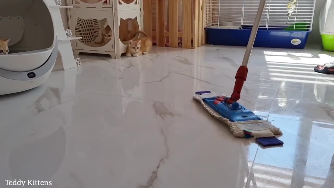 Cleaning company "Fluffy Kittens" will always help me with house cleaning